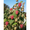 FRAMBOISIER MARASTAR® (Rubus idaeus)