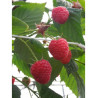 FRAMBOISIER PARIS (Rubus idaeus)