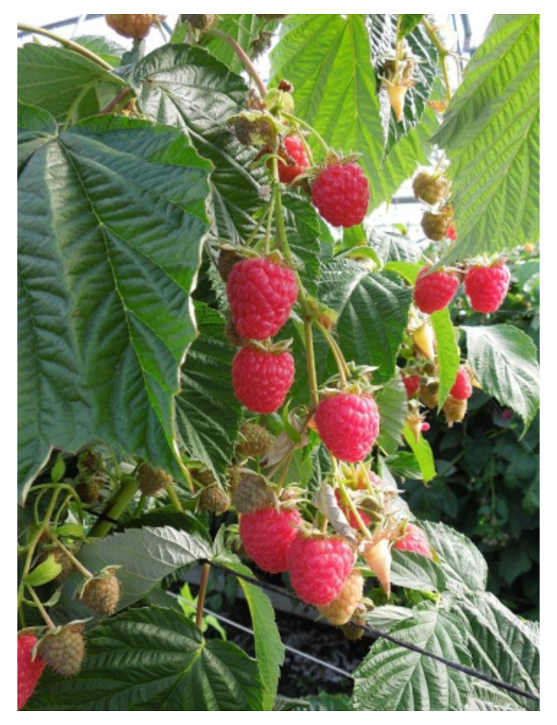 FRAMBOISIER PARIS (Rubus idaeus)