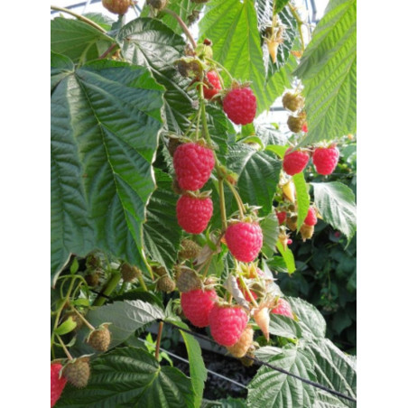 FRAMBOISIER PARIS (Rubus idaeus)