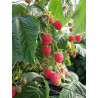 FRAMBOISIER PARIS (Rubus idaeus)