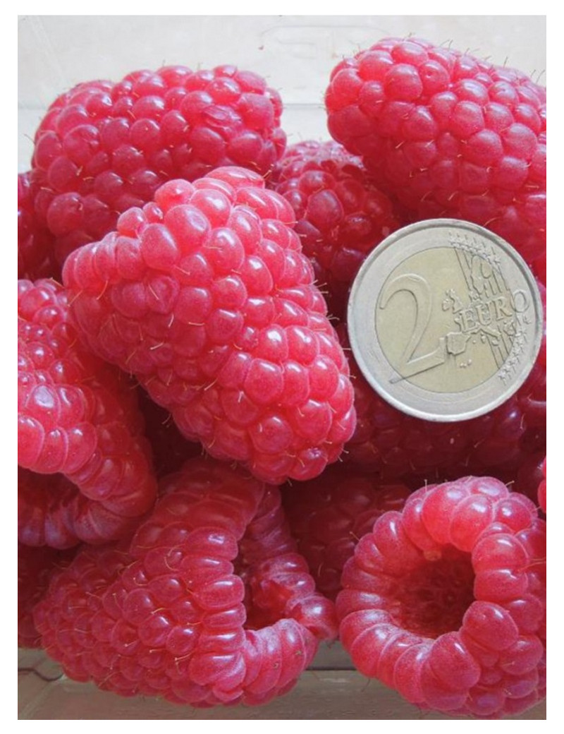FRAMBOISIER 'Frambélise®' Rubus idaeus - Arbre fruitier