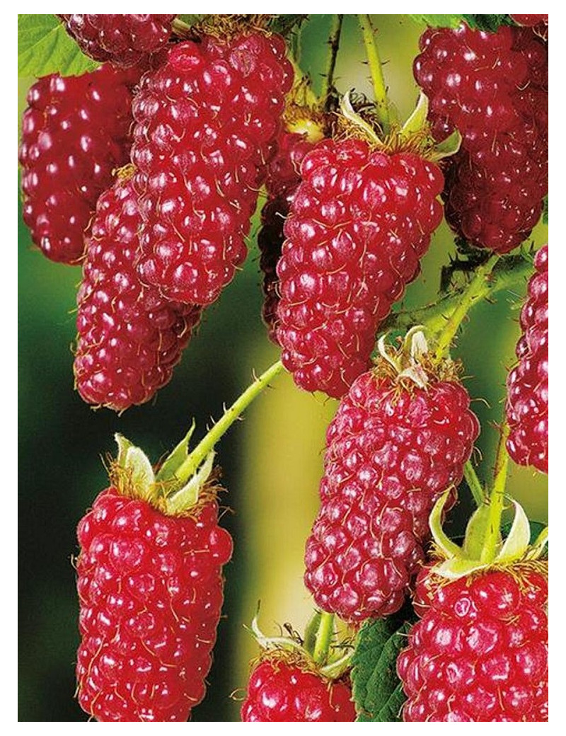 MÛRE-FRAMBOISE, MÛROISE TAYBERRY (Rubus)
