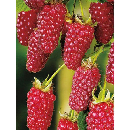 MÛRE-FRAMBOISE, MÛROISE TAYBERRY (Rubus)