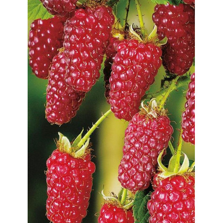 MÛRE-FRAMBOISE, MÛROISE TAYBERRY (Rubus)