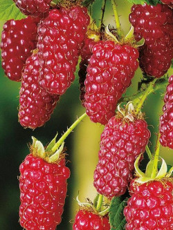 MÛRE-FRAMBOISE, MÛROISE TAYBERRY