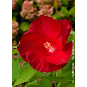 HIBISCUS moscheutos ROUGE (Hibiscus des marais)