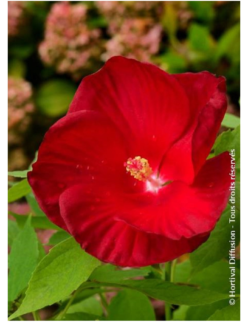 HIBISCUS moscheutos ROUGE (Hibiscus des marais)