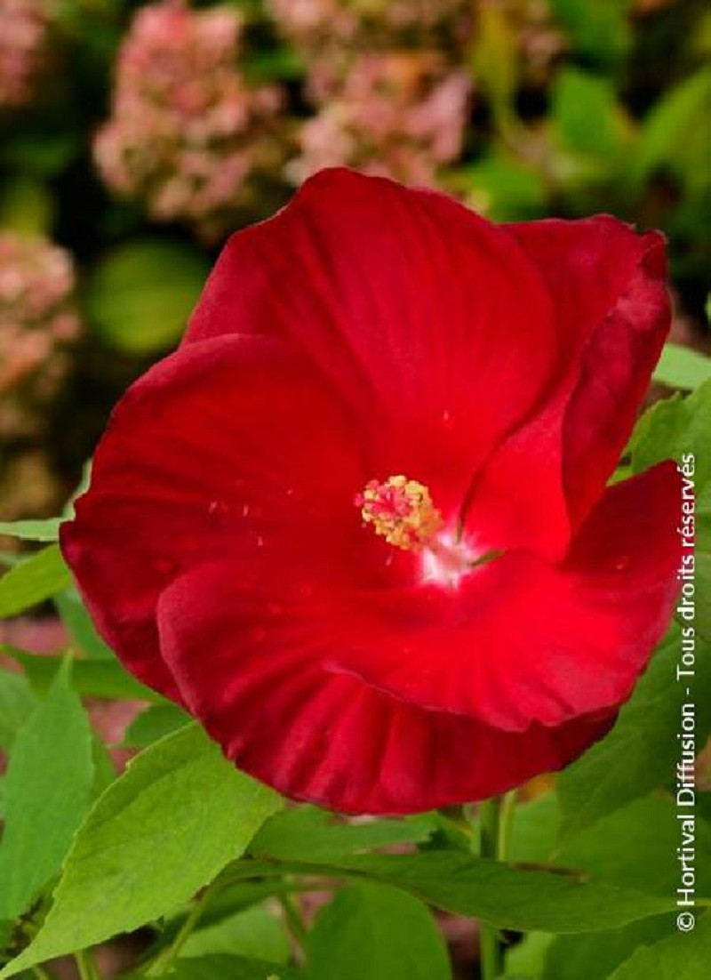 HIBISCUS moscheutos ROUGE