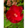 HIBISCUS moscheutos ROUGE (Hibiscus des marais)