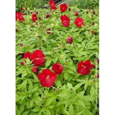 HIBISCUS moscheutos ROUGE (Hibiscus des marais)