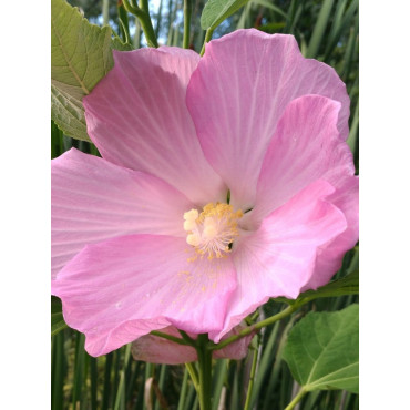 HIBISCUS moscheutos ROSE (Hibiscus des marais)