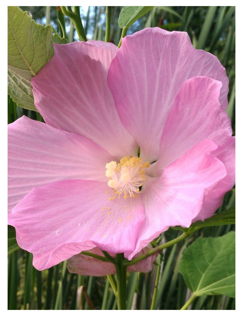 HIBISCUS moscheutos ROSE (Hibiscus des marais)