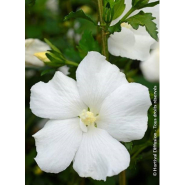 HIBISCUS syriacus ELEONORE cov (Hibiscus, Althéa)