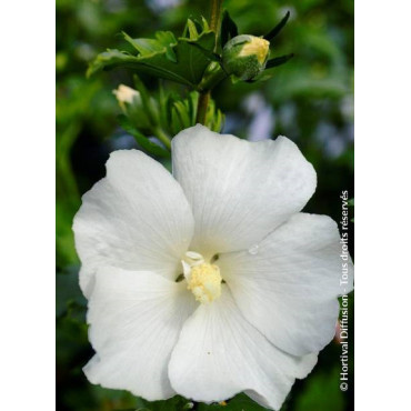 HIBISCUS syriacus ELEONORE cov (Hibiscus, Althéa)