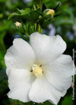 HIBISCUS syriacus ELEONORE cov