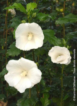 HIBISCUS syriacus ELEONORE cov