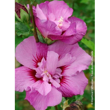 HIBISCUS syriacus ERUPTION® (Hibiscus, Althéa)