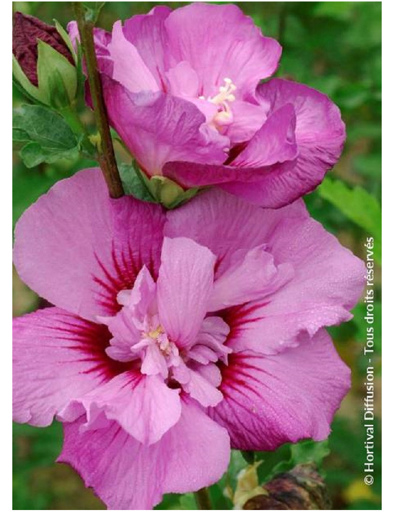 HIBISCUS syriacus ERUPTION® (Hibiscus, Althéa)