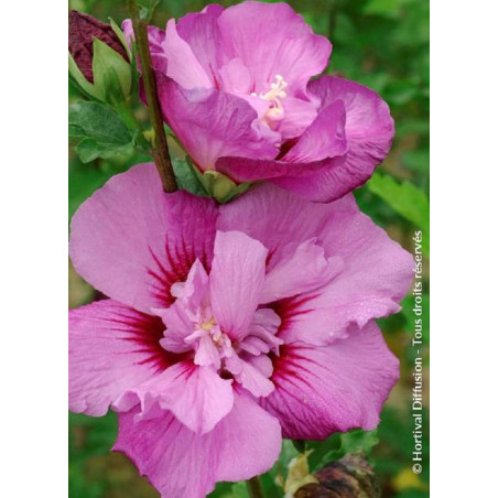 HIBISCUS syriacus ERUPTION® (Hibiscus, Althéa)