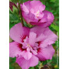 HIBISCUS syriacus ERUPTION® (Hibiscus, Althéa)