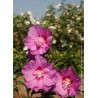 HIBISCUS syriacus ERUPTION® (Hibiscus, Althéa)