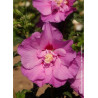 HIBISCUS syriacus ERUPTION® (Hibiscus, Althéa)