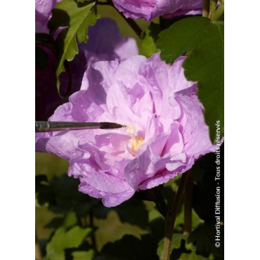 HIBISCUS syriacus LAVENDER CHIFFON® (Hibiscus, Althéa)