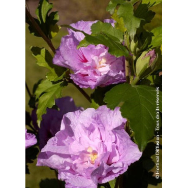 HIBISCUS syriacus LAVENDER CHIFFON® (Hibiscus, Althéa)