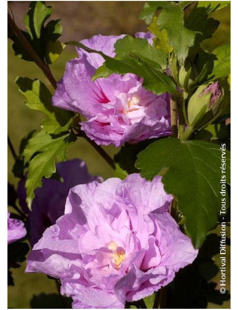 HIBISCUS syriacus LAVENDER CHIFFON® (Hibiscus, Althéa)