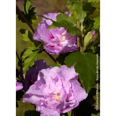 HIBISCUS syriacus LAVENDER CHIFFON® (Hibiscus, Althéa)