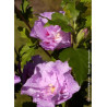 HIBISCUS syriacus LAVENDER CHIFFON® (Hibiscus, Althéa)