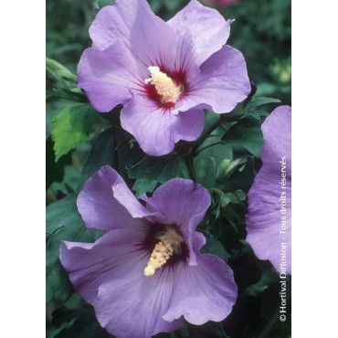 HIBISCUS syriacus MARINA (Hibiscus, Althéa)