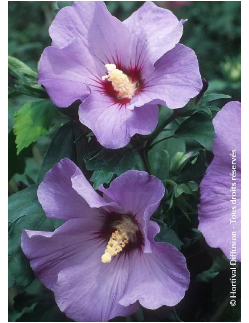 HIBISCUS syriacus MARINA (Hibiscus, Althéa)