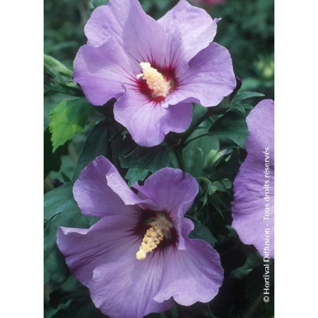 HIBISCUS syriacus MARINA (Hibiscus, Althéa)