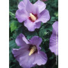 HIBISCUS syriacus MARINA (Hibiscus, Althéa)