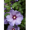 HIBISCUS syriacus OISEAU BLEU (Hibiscus, Althéa)