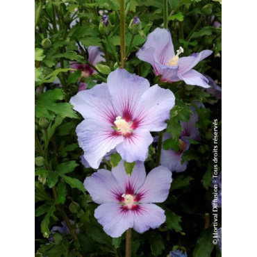 HIBISCUS syriacus OISEAU BLEU (Hibiscus, Althéa)