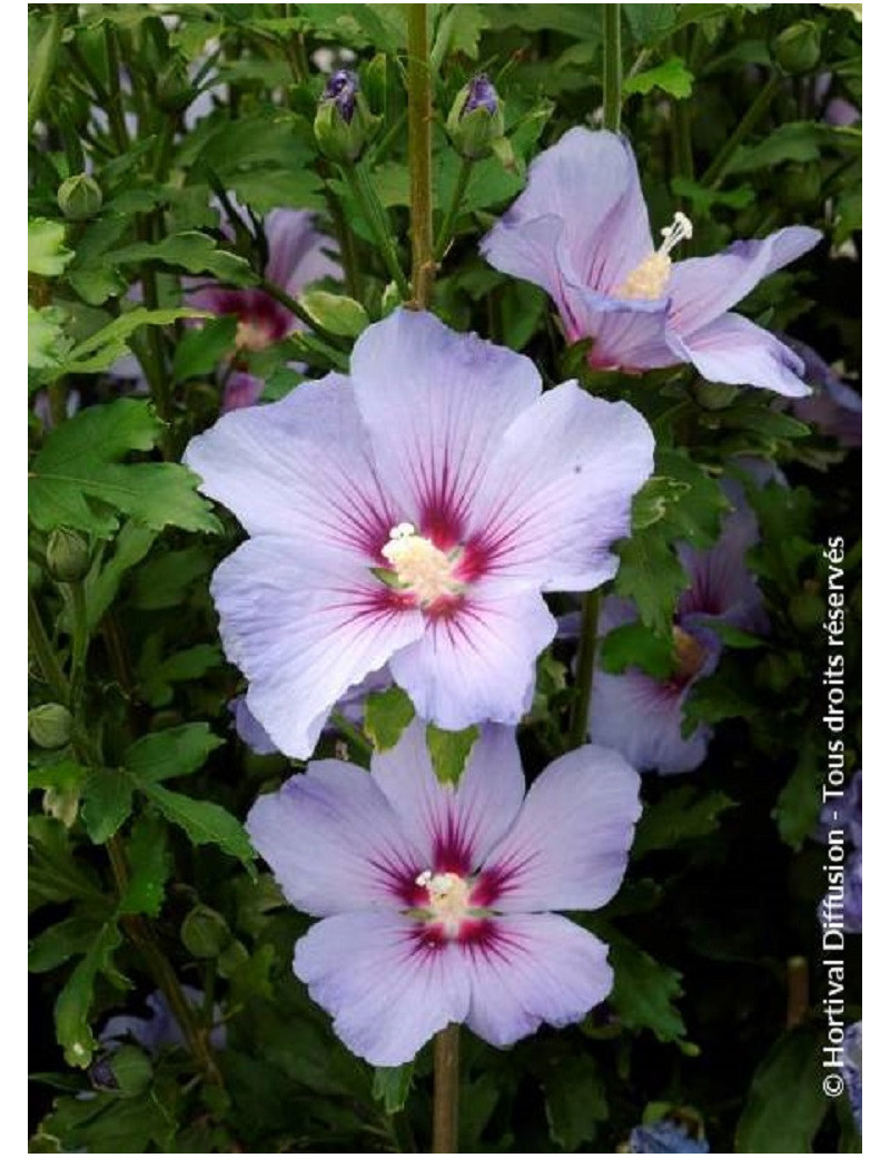 HIBISCUS syriacus OISEAU BLEU (Hibiscus, Althéa)