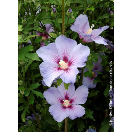 HIBISCUS syriacus OISEAU BLEU (Hibiscus, Althéa)