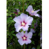 HIBISCUS syriacus OISEAU BLEU (Hibiscus, Althéa)