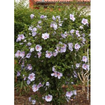 HIBISCUS syriacus OISEAU BLEU (Hibiscus, Althéa)