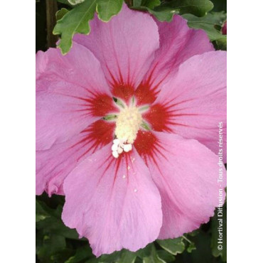 HIBISCUS syriacus PINK GIANT® (Hibiscus, Althéa)