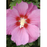 HIBISCUS syriacus PINK GIANT® (Hibiscus, Althéa)