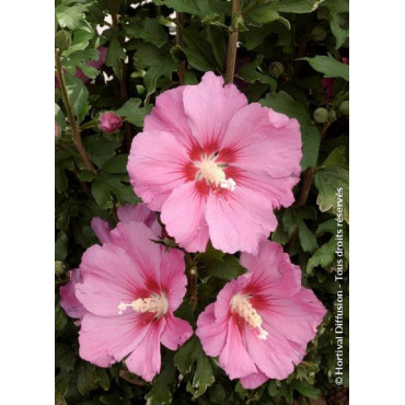 HIBISCUS syriacus PINK GIANT® (Hibiscus, Althéa)