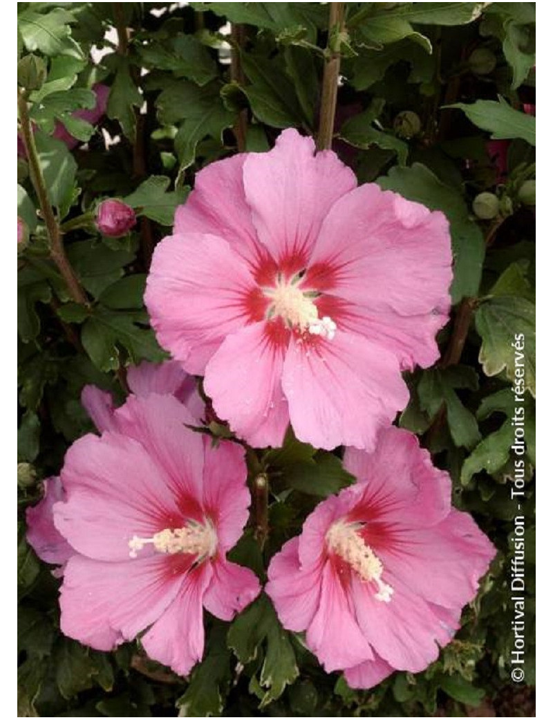 HIBISCUS syriacus PINK GIANT® (Hibiscus, Althéa)