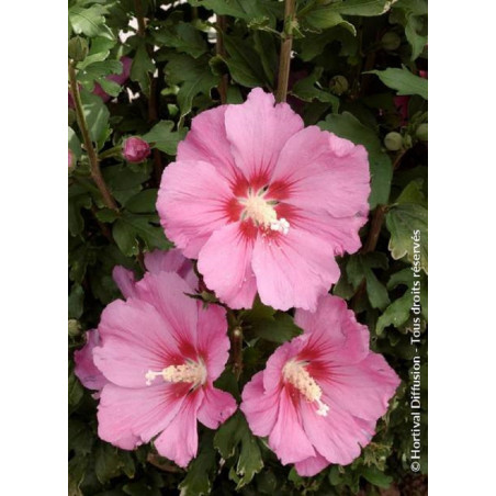 HIBISCUS syriacus PINK GIANT® (Hibiscus, Althéa)