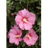 HIBISCUS syriacus PINK GIANT® (Hibiscus, Althéa)