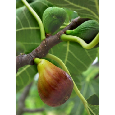 FIGUIER MADELEINE DES DEUX SAISONS (Ficus carica)