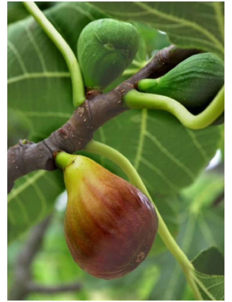 FIGUIER MADELEINE DES DEUX SAISONS (Ficus carica)